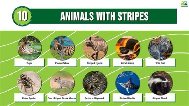 What rank has 3 stripes?