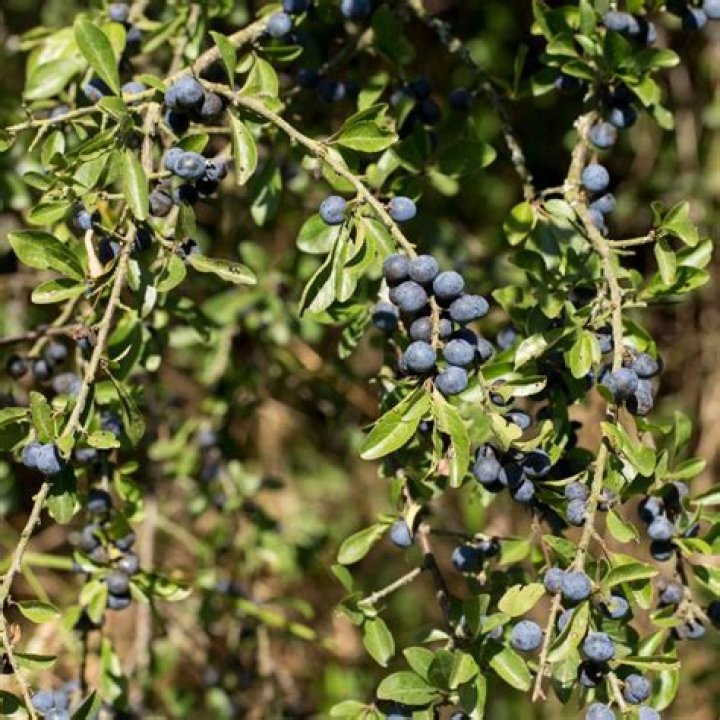 What should I plant between blueberry rows?