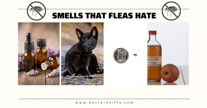 What smell do termites give off?