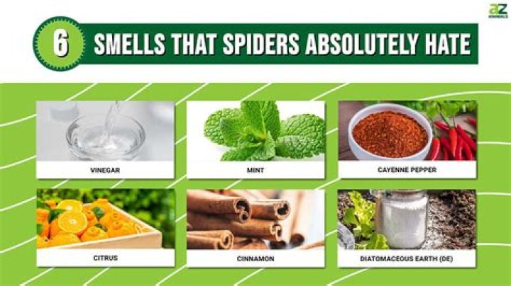 What smells do spiders not like?