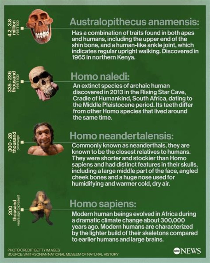 What species would replace humans?