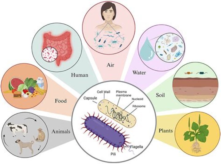 What two things does bacteria need to multiply?