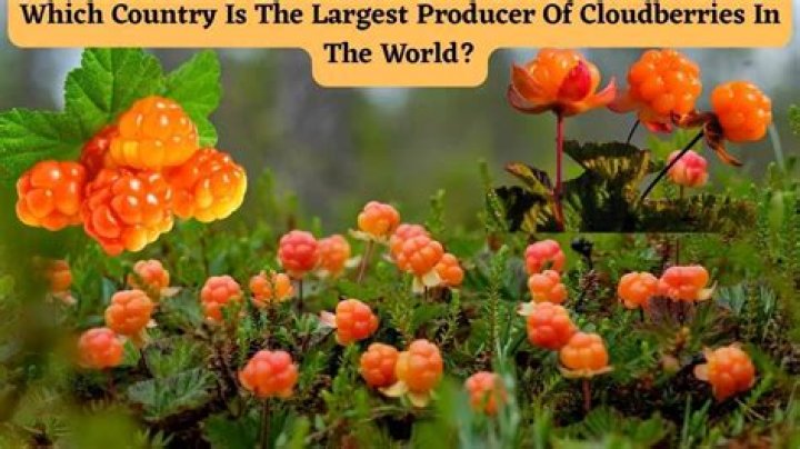 Where can cloudberries be found?