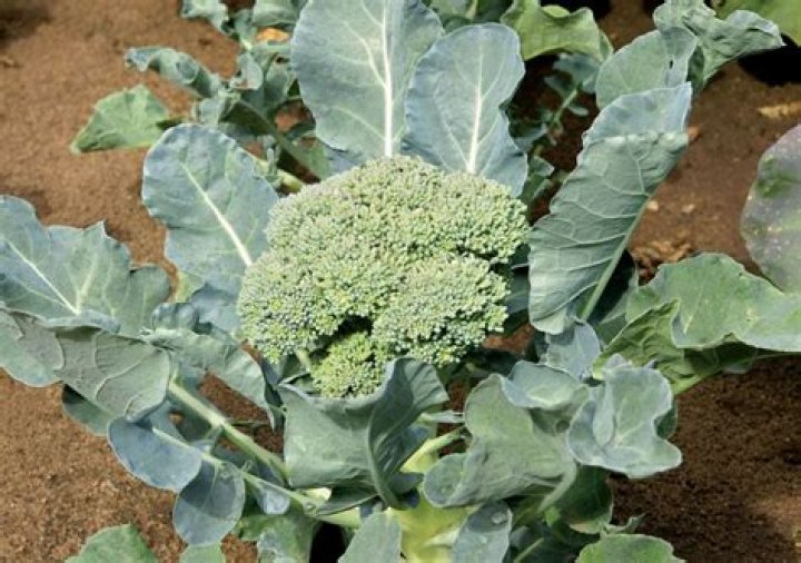 Where did broccoli come from?