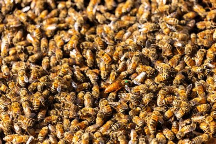 Where do bees go if their hive is destroyed?