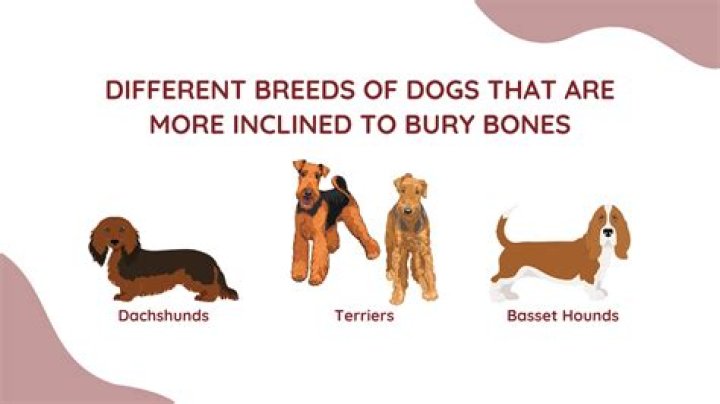 Which dog breeds bury bones?