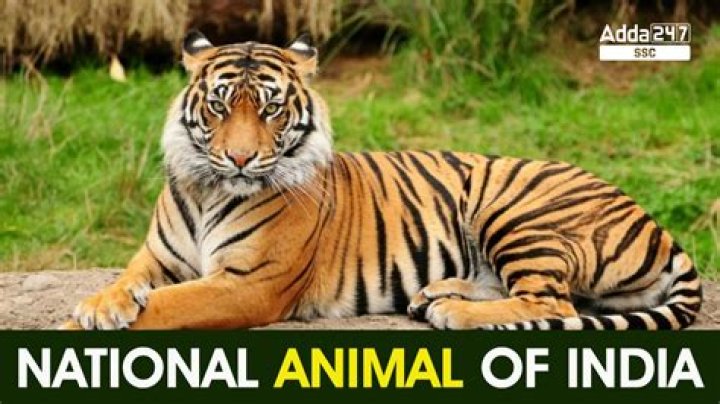 Which is our national animal?