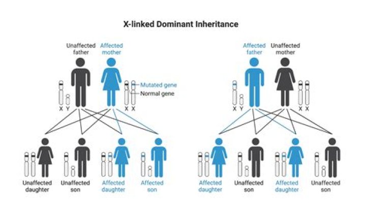 Who gets inheritance if no Will?