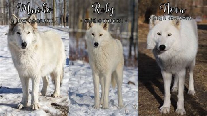 Who is smarter wolf or dog?