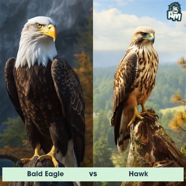 Who won Robby or Hawk?