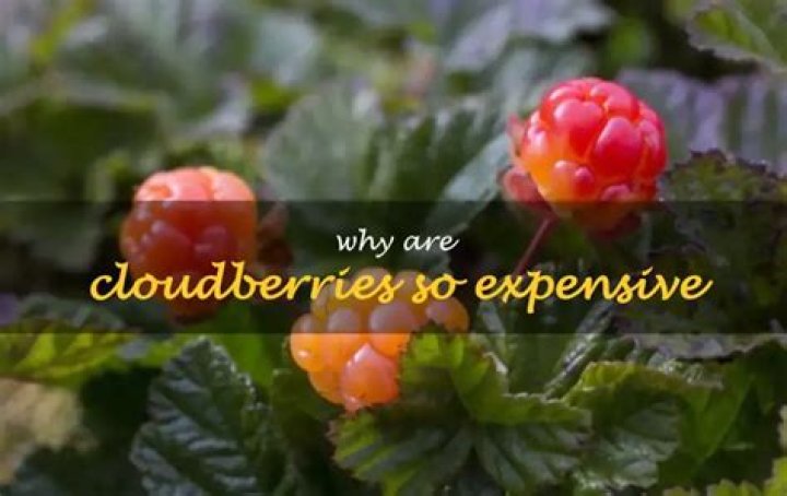 Why are cloudberries so important?
