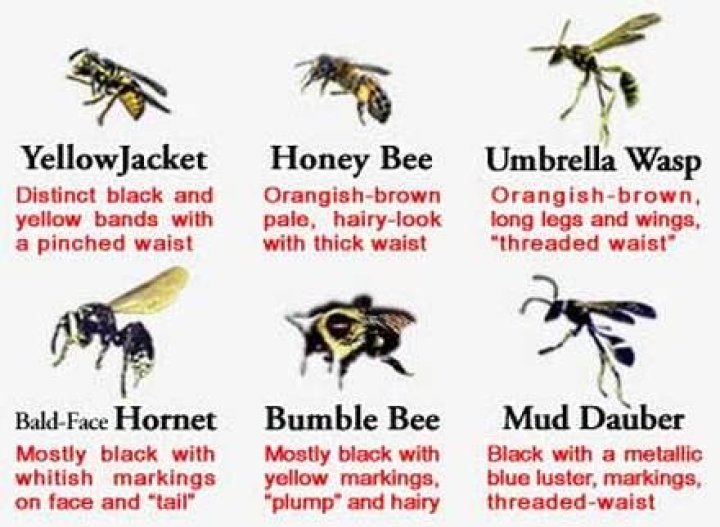 Why are hornets so aggressive?