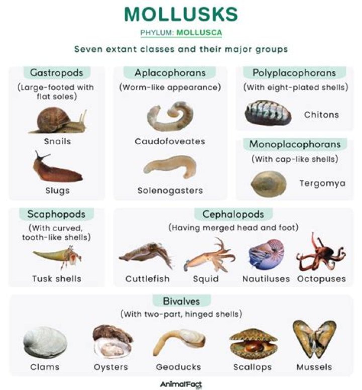 Why are Mollusca important to humans?