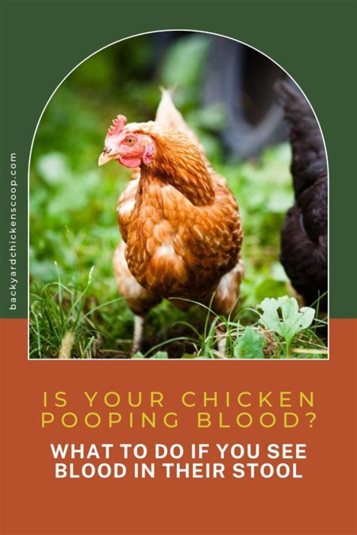 Why are my chickens pooping blood?