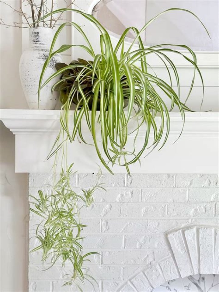 Why are my plants drooping?
