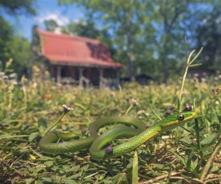 Why are there snakes in my yard?