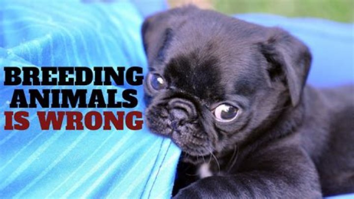 Why backyard breeding is wrong?