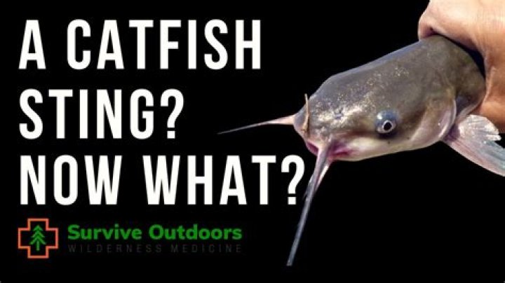 Why do catfish vibrate?