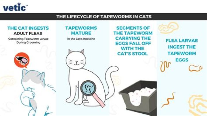 Why do cats get angry at vets?