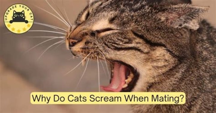 Why do cats scream?