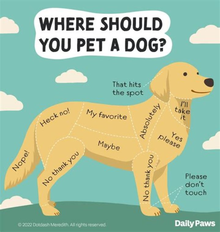 Why do dogs charge at you?