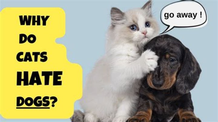 Why do dogs hate blue?