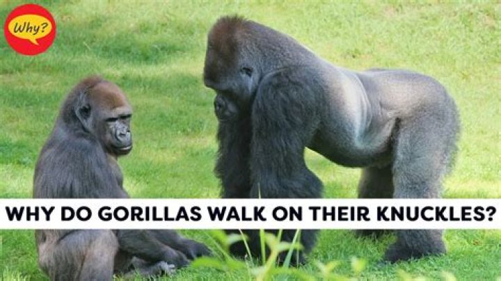 Why do gorillas freak out when they see Shaq?