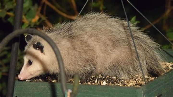 Why do opossums have 13 nipples?