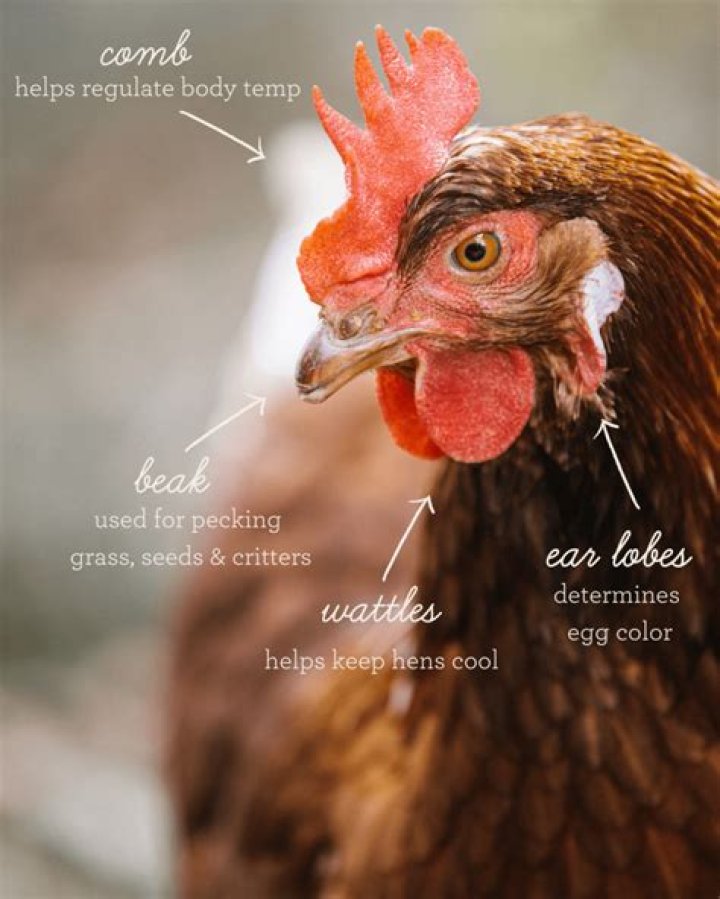 Why do roosters bite hens neck?