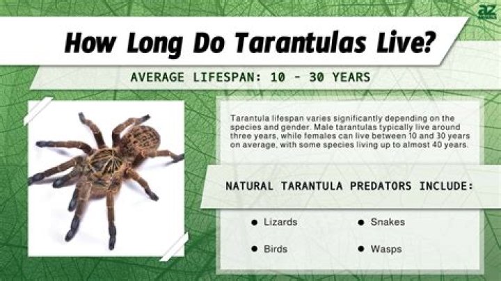 Why do tarantulas legs fall off?
