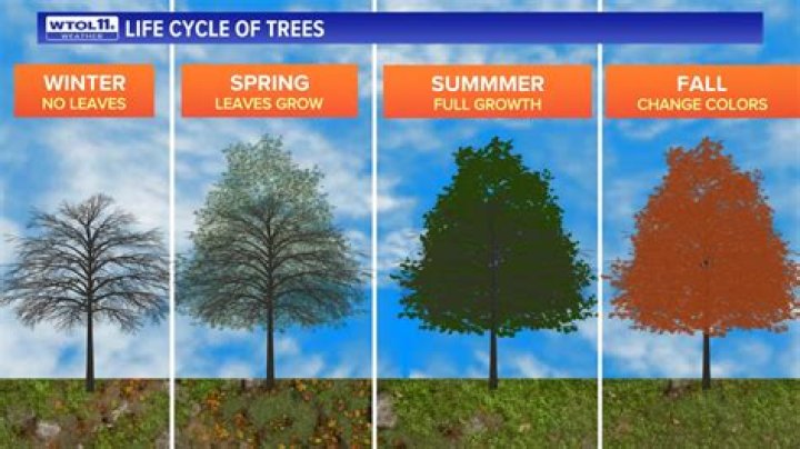 Why do trees turn black?
