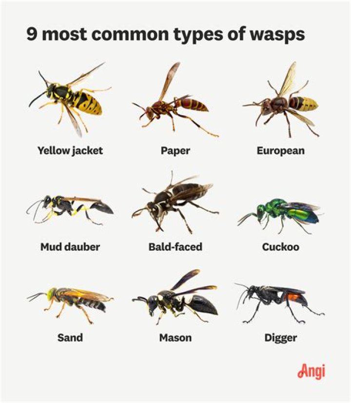 Why do wasps suddenly swarm?