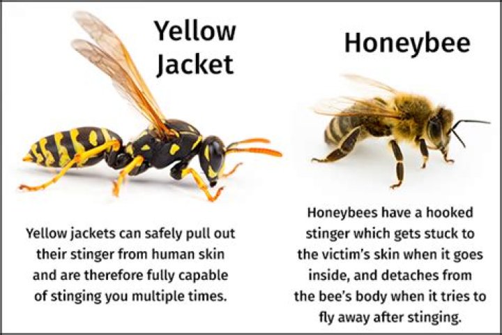 Why do yellow jackets sting for no reason?