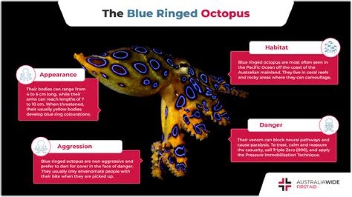 Why do you bite an octopus behind the eye?