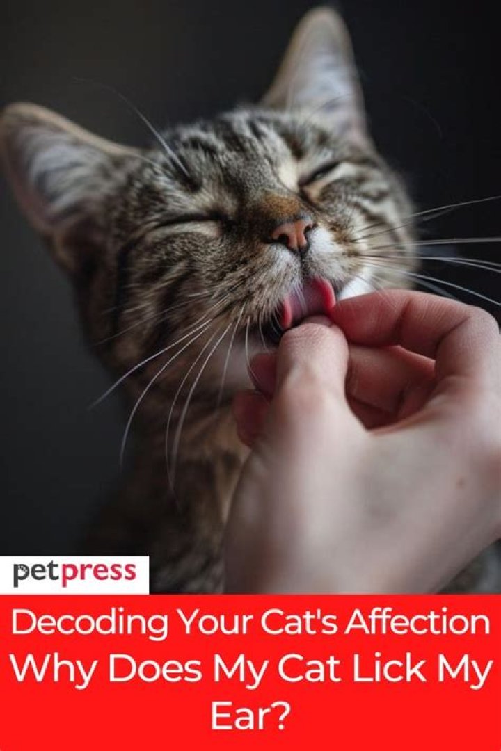 Why does my cat lick lotion?