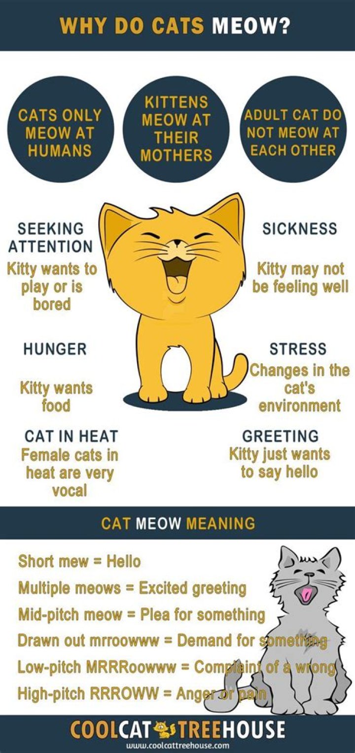 Why does my cat meow back when I talk to her?