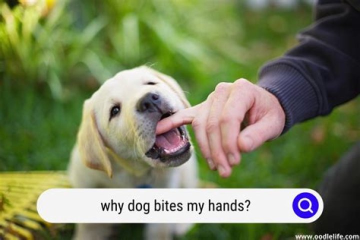 Why does my dog bite my hands when I come home?