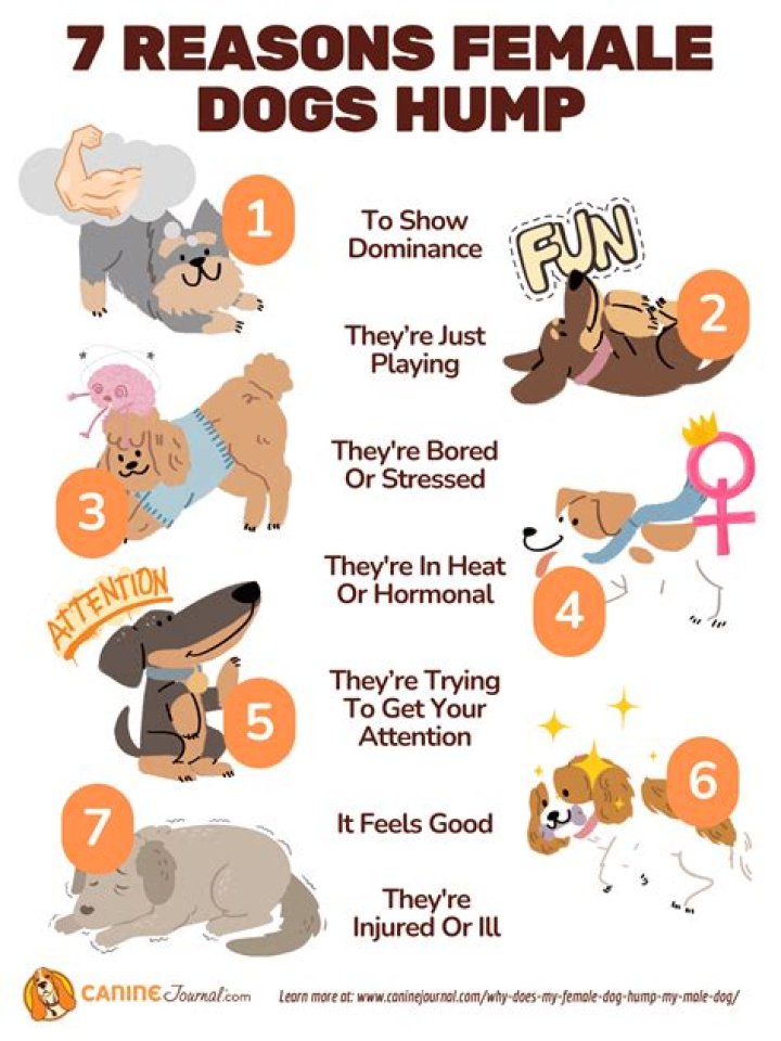 Why does my female dog keep scooting?