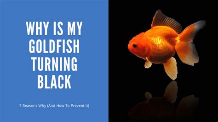 Why is goldfish turning black?