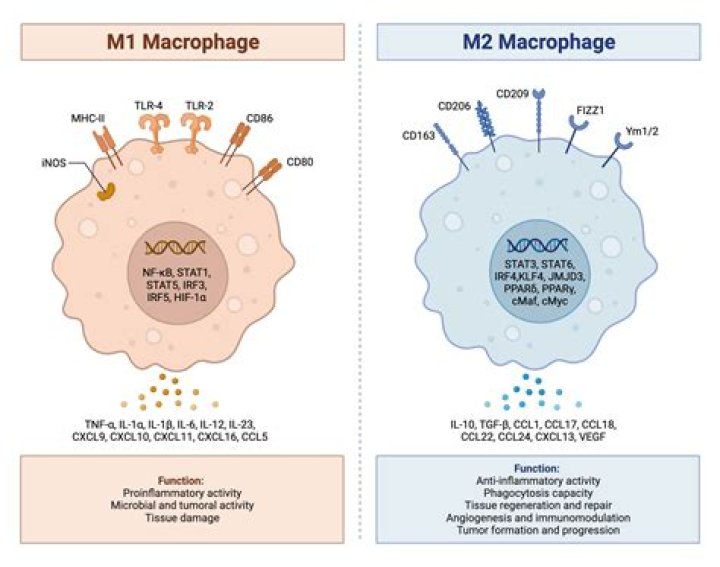 Why is M2 higher than M1?