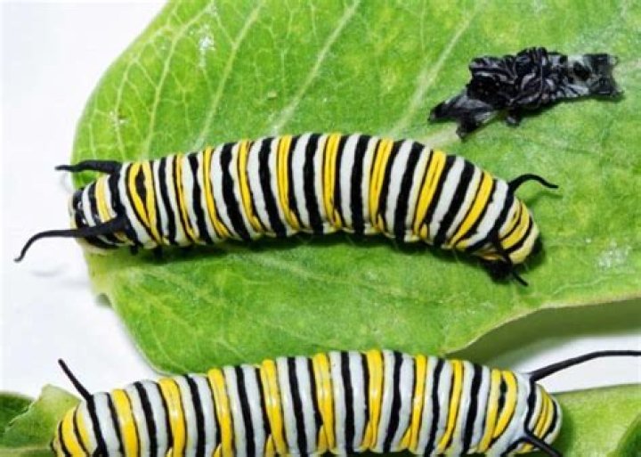 Why is my caterpillar barely moving?