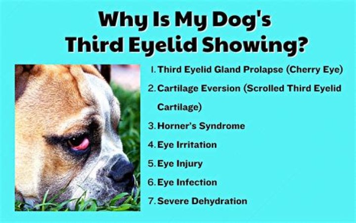 Why is my dog's Third eye showing?