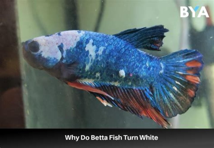 Why is my fish's tail ripped?