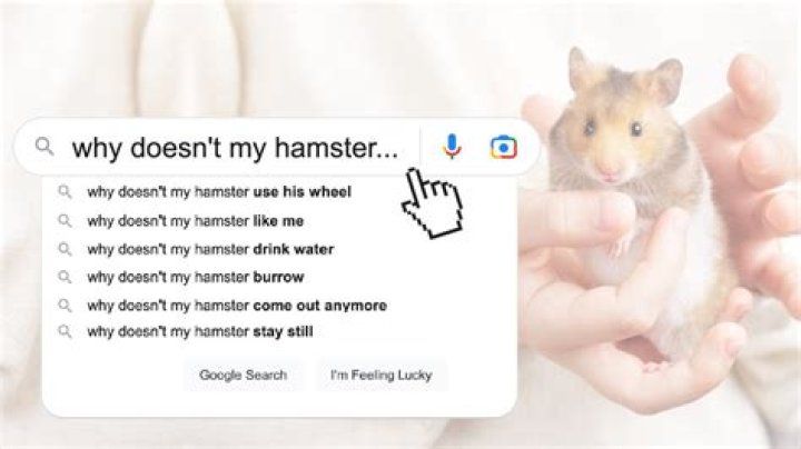 Why is my hamster wee red?