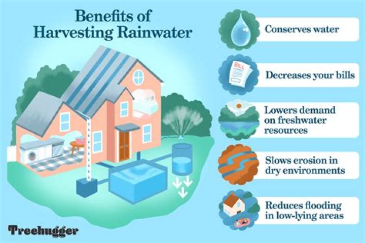 Why is rainwater better for plants?
