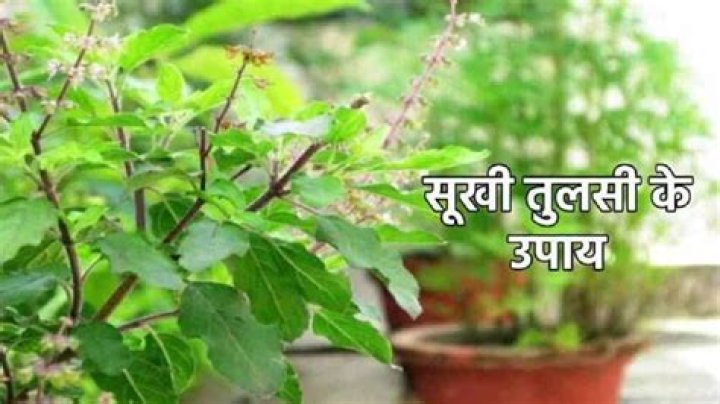 Why is Tulsi plant kept outside?