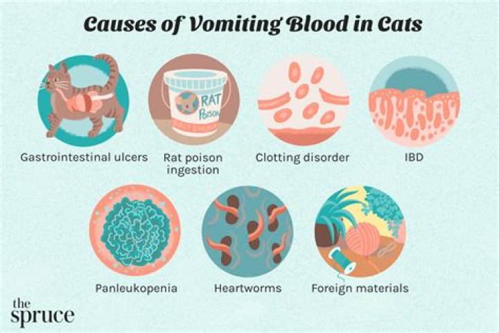 Why would a cat vomit blood?