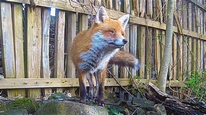 Why would a fox bark at me?