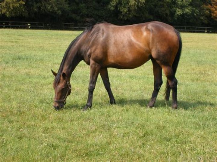 Will a stallion hurt a foal?