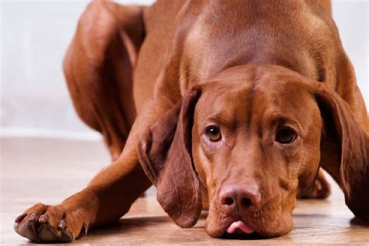 Will I regret getting a dog?